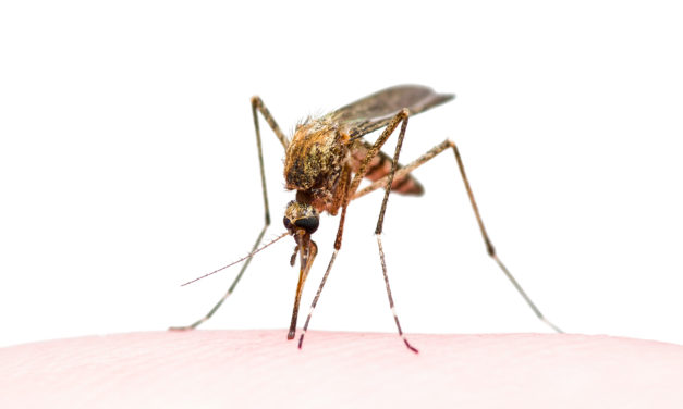Help mee muggenziekten te voorkomen. Werkt een muggenalert?