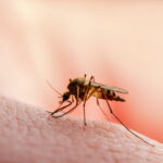 Link naar Wereld Malaria Dag