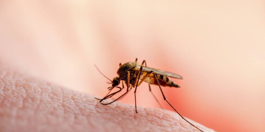 Link naar Wereld Malaria Dag